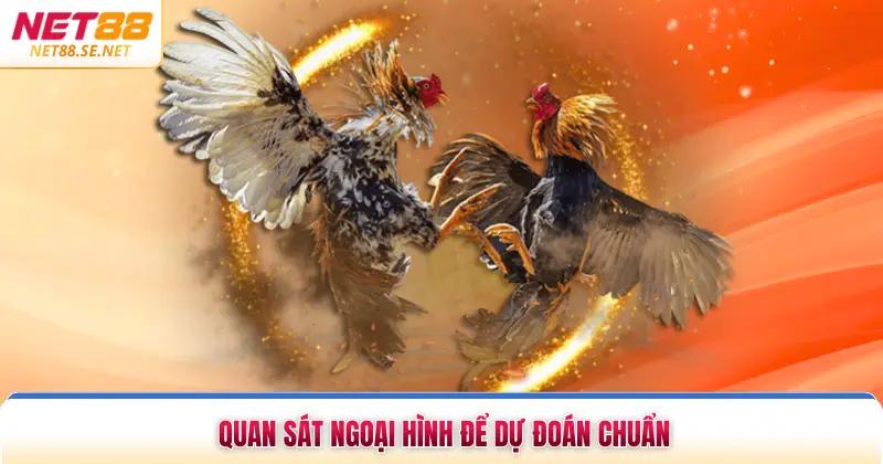 Thế Đá Gà Là Gì Tìm Hiểu Bí Thuật Chiến Kê Tại NET88 Quan sát ngoại hình để dự đoán chuẩn