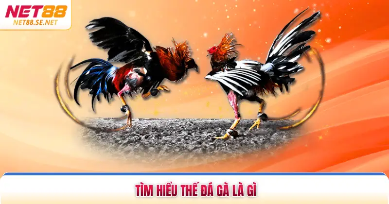 Thế Đá Gà Là Gì Tìm Hiểu Bí Thuật Chiến Kê Tại NET88 Tìm hiểu thế đá gà là gì